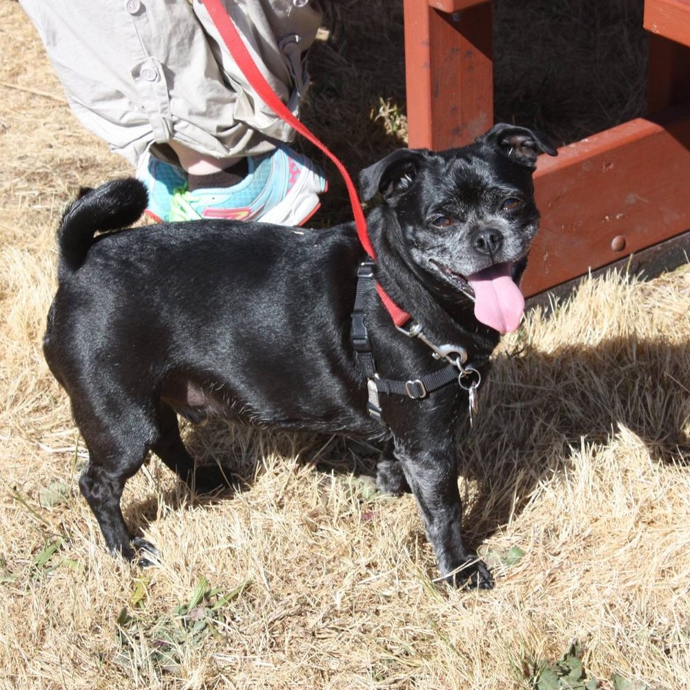 Meet your Posher, Gill